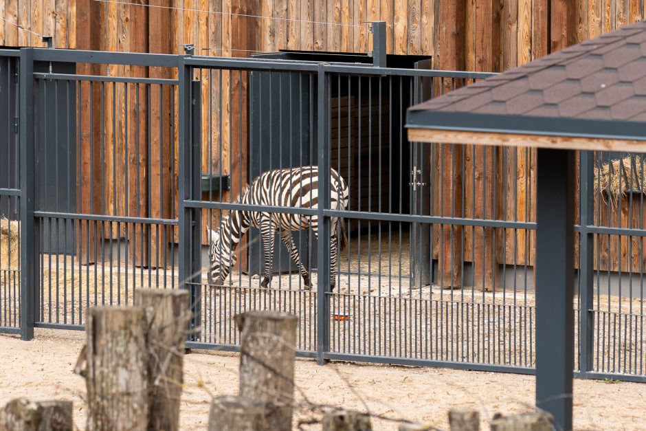 Zoologijos sode pristatyti zebrai