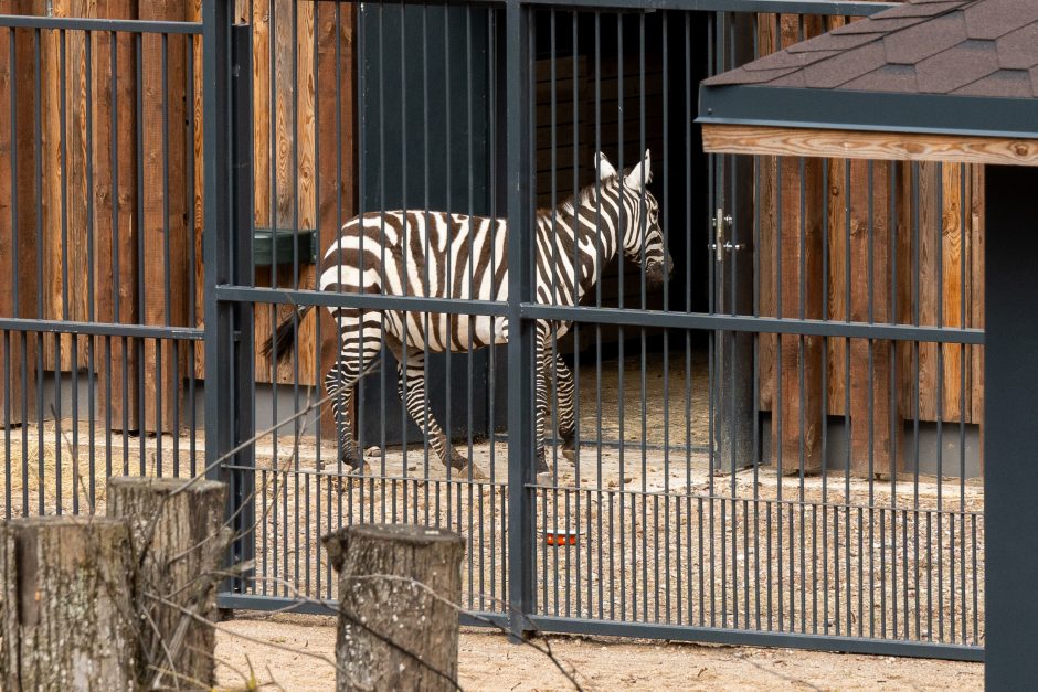 Zoologijos sode pristatyti zebrai