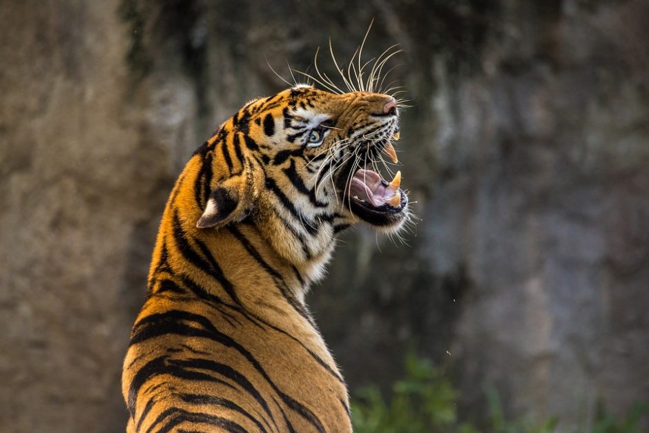 Lenkijos zoologijos sodas priims prie šalies sienos įstrigusius tigrus