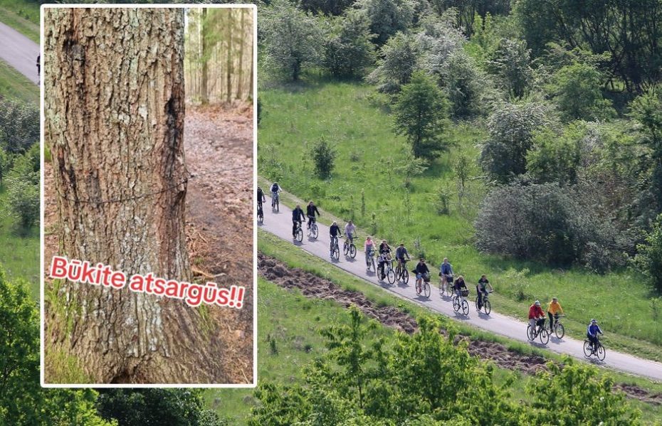 Nustatyta, kas siautėjo Kleboniškio miške ir spendė spąstus dviratininkams