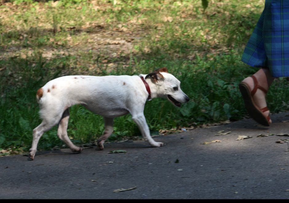 Konfliktas Draugystės parke: puolė ir šuo, ir jį atsivedusios paauglės
