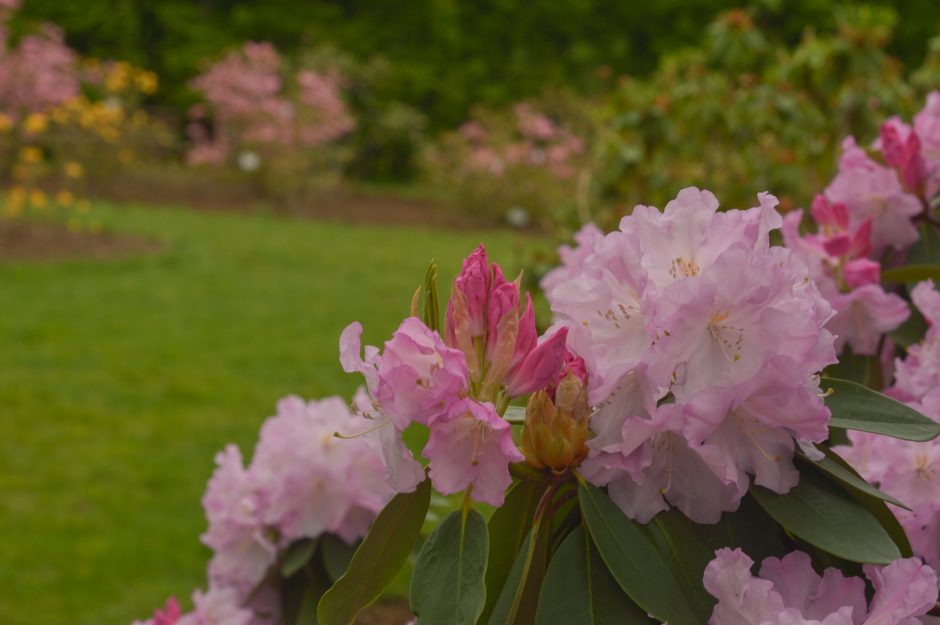 Į Botanikos sodą – gėrėtis gausiai sužydusiais rododendrais