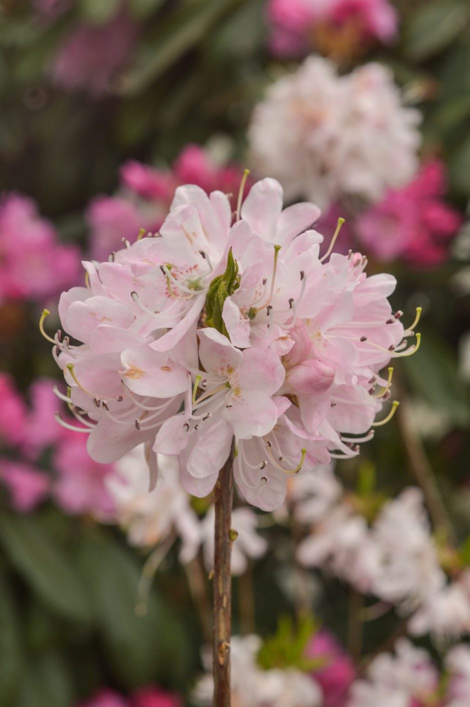 Į Botanikos sodą – gėrėtis gausiai sužydusiais rododendrais