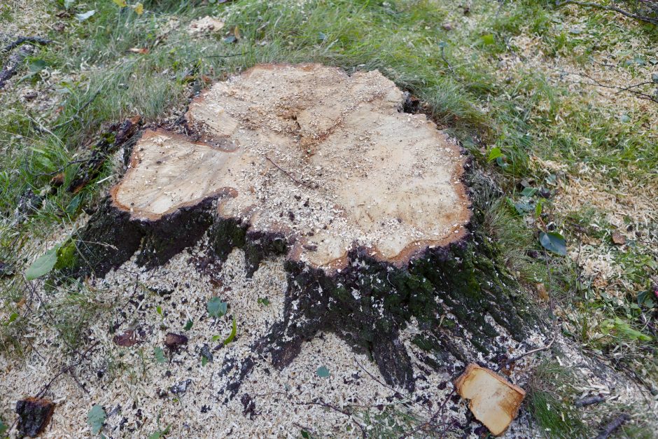 Kodėl Kaune vėl pjaunami medžiai?
