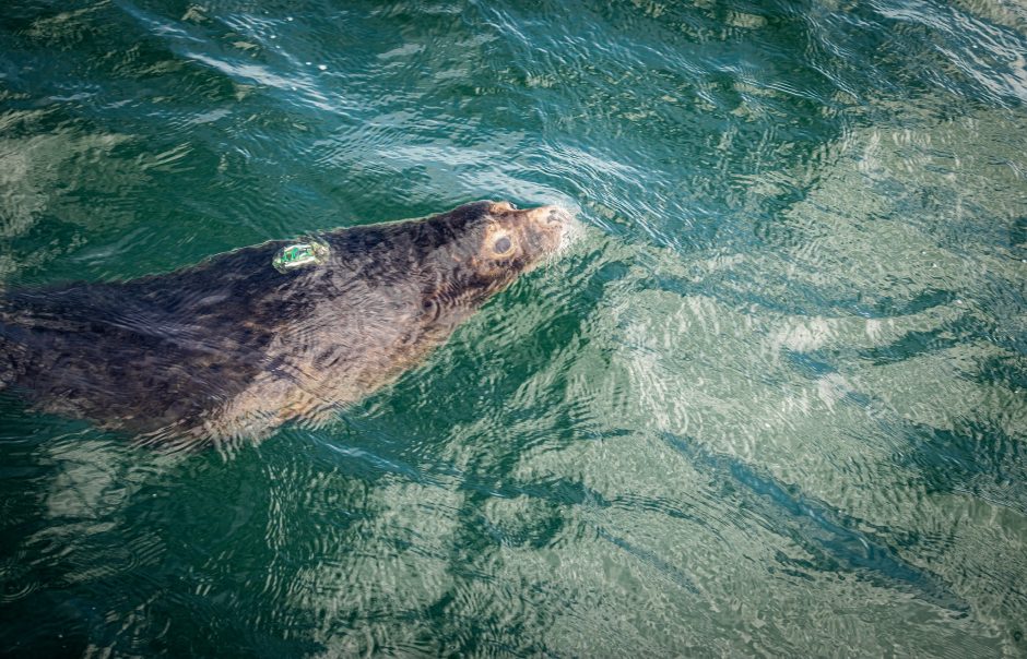 Dešimt Lietuvos jūrų muziejaus išslaugytų ruoniukų grįžo į gimtąją Baltiją