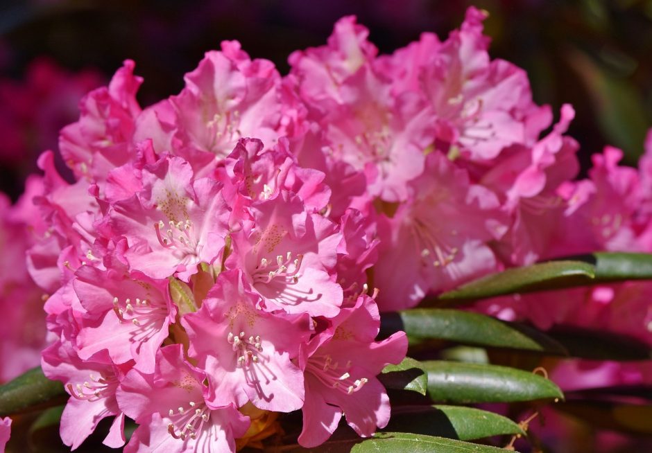 Patarimai dekoratyvinių krūmų mėgėjams: rododendrų ir magnolijų priežiūra