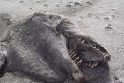 Naujosios Zelandijos paplūdimyje išmestas „priešistorinis monstras“