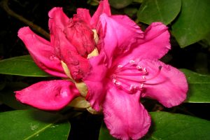 Dubravos arboretume skleidžiasi įspūdinga rododendrų kolekcija
