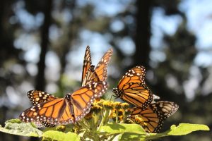 Aplinkosaugininkai stveriasi už galvų: mažėja drugelių monarchų
