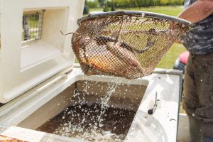 Žuvininkystės tarnyboje – nauji pažeidimai?