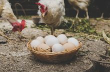 Įvardijo, ką reiškia skirtingi skaičiai ant vištų kiaušinių pakuočių: ar žinojote?